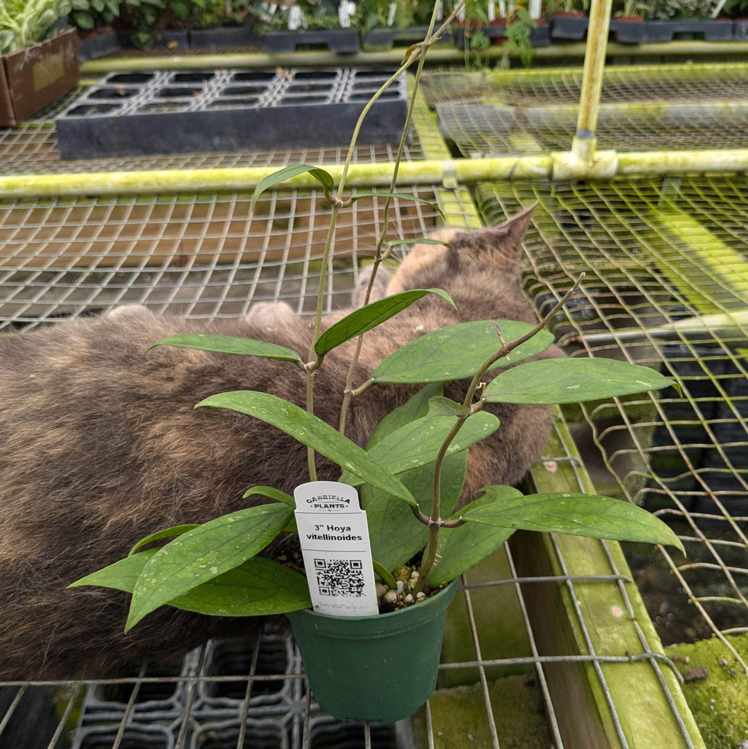 Gabriella Plants Hoya Hoya vitellinoides