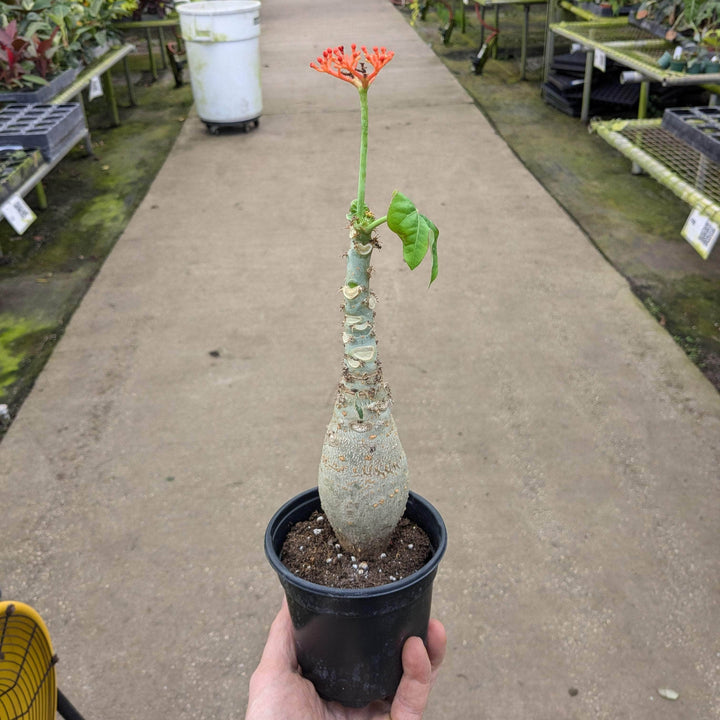 Gabriella Plants All 4" Jatropha podagrica ‘Buddha Belly’