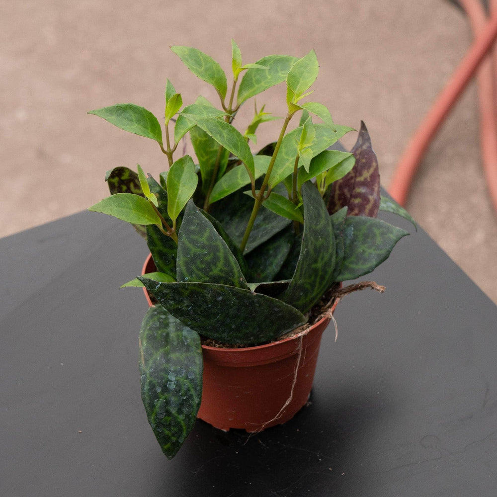 Gabriella Plants Other 4 Lipstick Aeschynanthus longicaulis 'Black Pagoda'