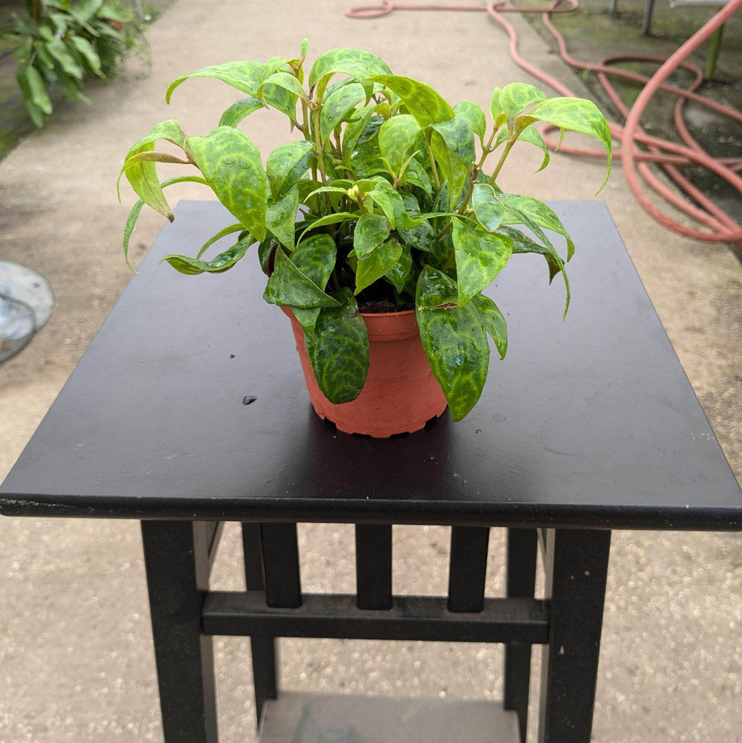 Gabriella Plants Other 4 Lipstick Aeschynanthus longicaulis 'Black Pagoda'