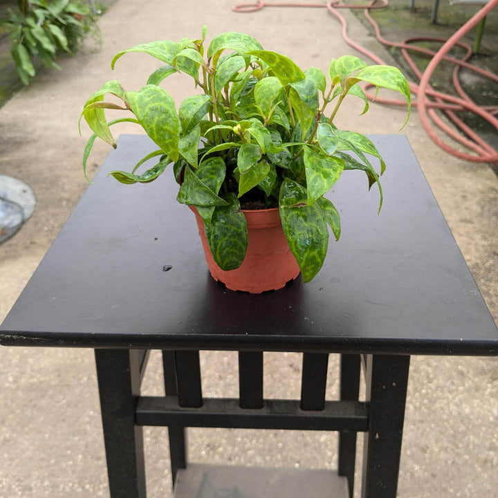 Gabriella Plants Other 4 Lipstick Aeschynanthus longicaulis 'Black Pagoda'