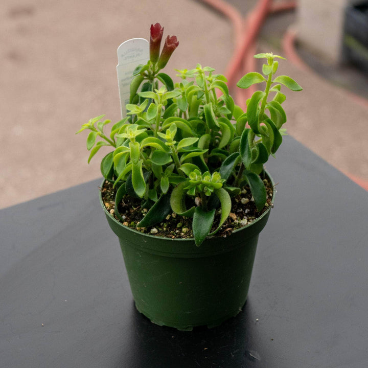 Gabriella Plants Epiphyte 4" Lipstick Aeschynanthus radicans 'Curly'