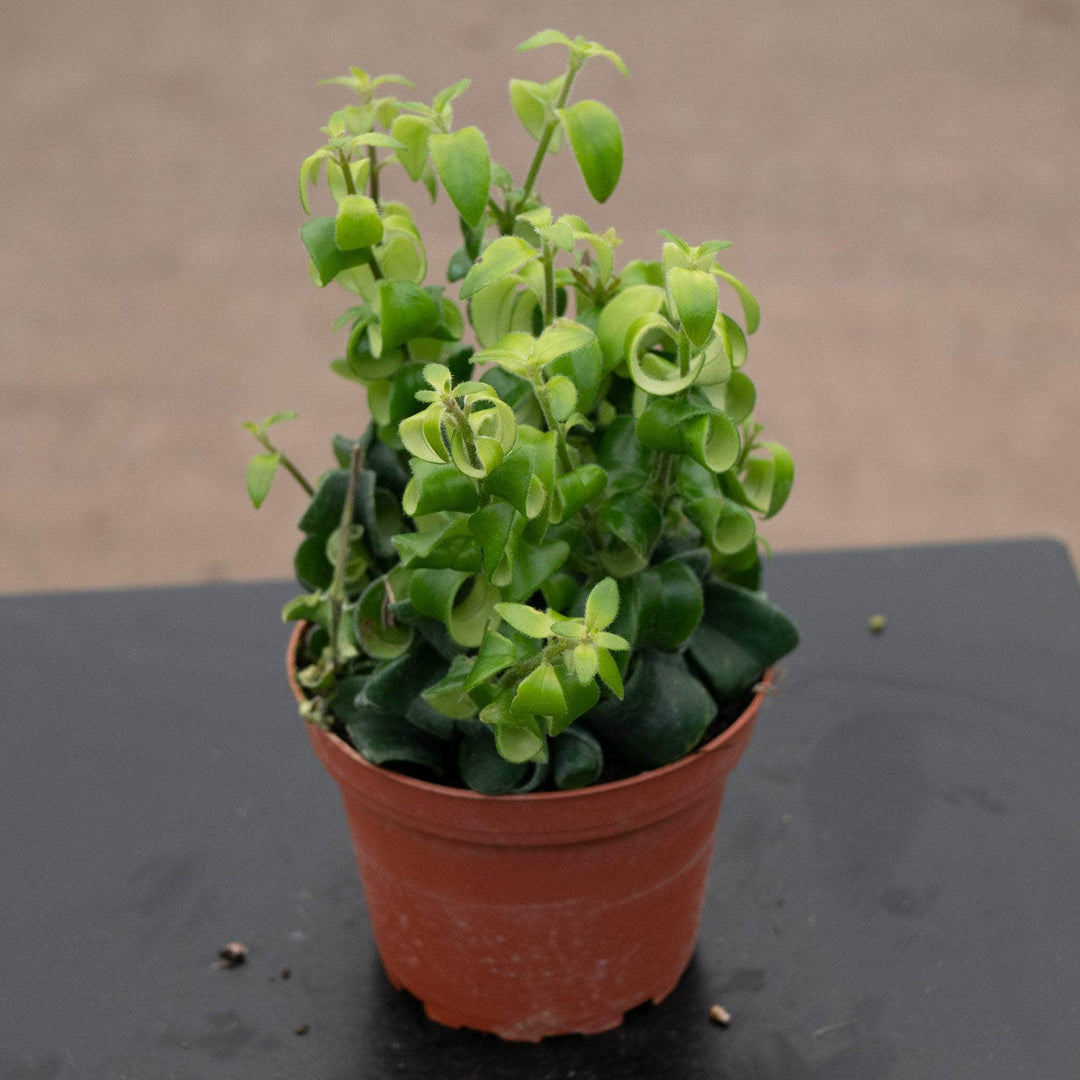 Gabriella Plants Epiphyte 4" Lipstick Aeschynanthus radicans 'Curly'