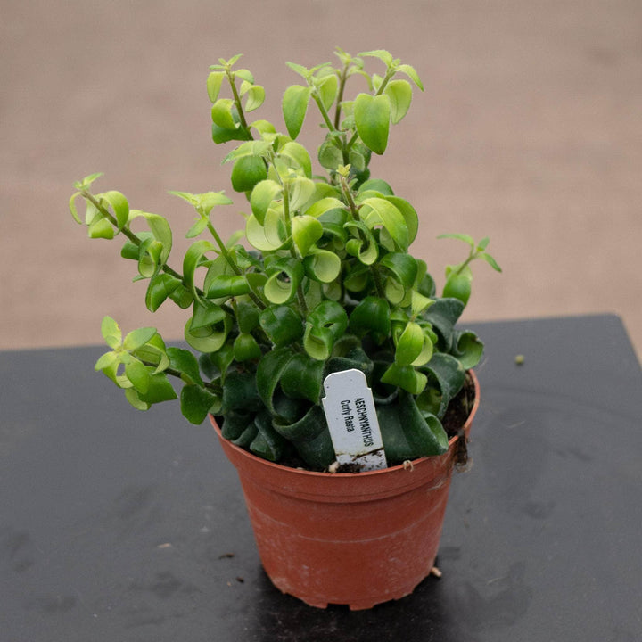 Gabriella Plants Epiphyte Lipstick Aeschynanthus radicans 'Curly'