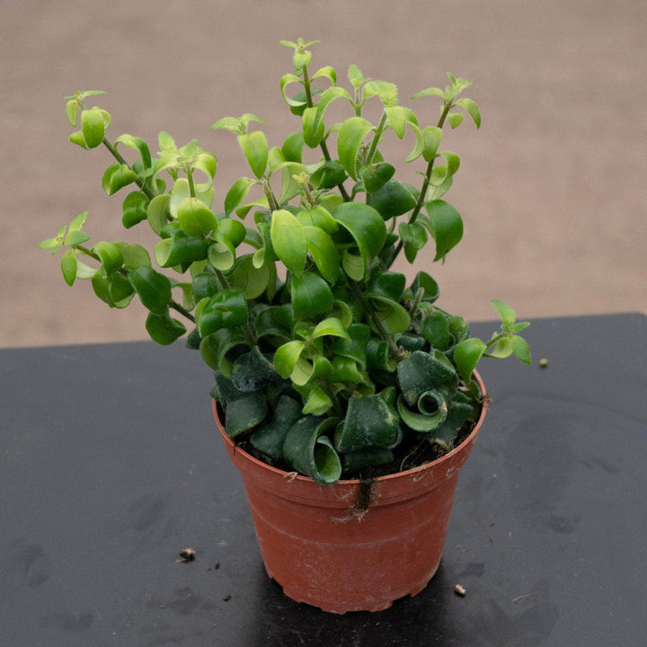 Gabriella Plants Epiphyte Lipstick Aeschynanthus radicans 'Curly'