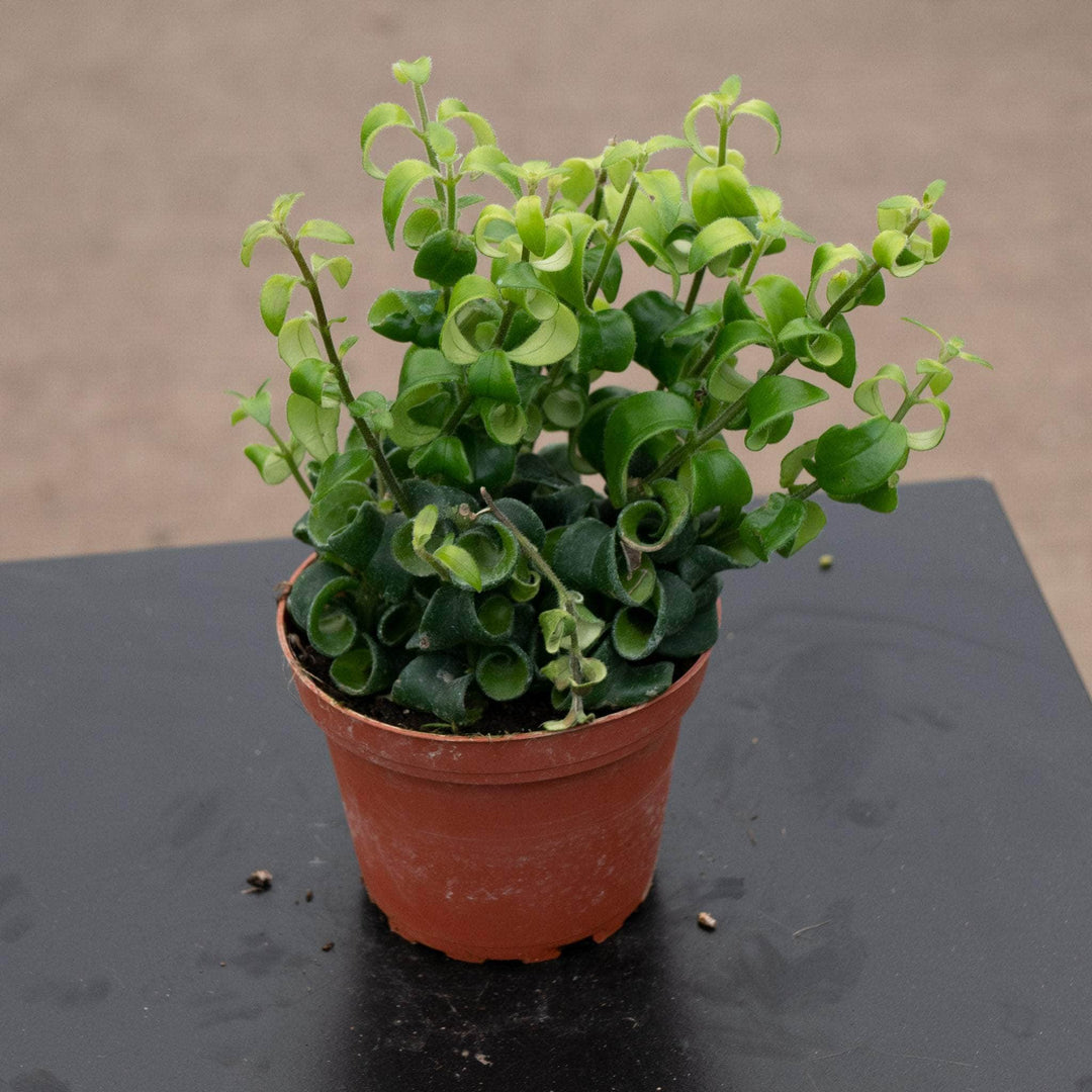 Gabriella Plants Epiphyte Lipstick Aeschynanthus radicans 'Curly'