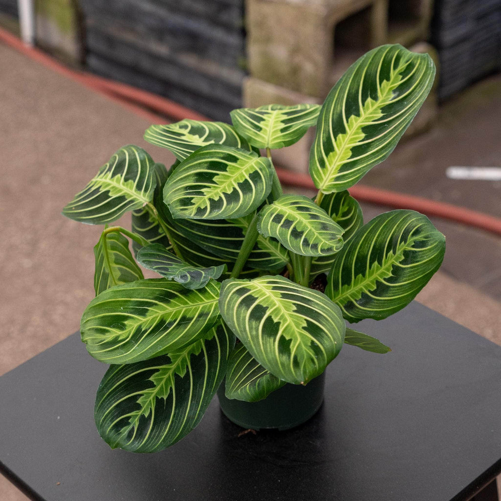 Gabriella Plants Calathea 4" Maranta leuconeura "Lemon Maranta"