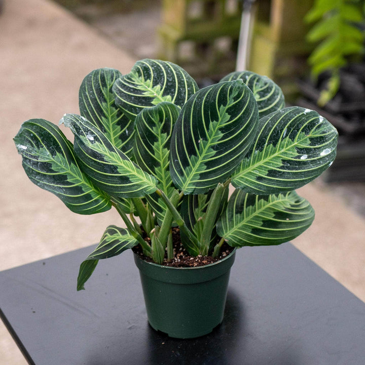 Gabriella Plants Calathea 4" Maranta leuconeura "Lemon Maranta"