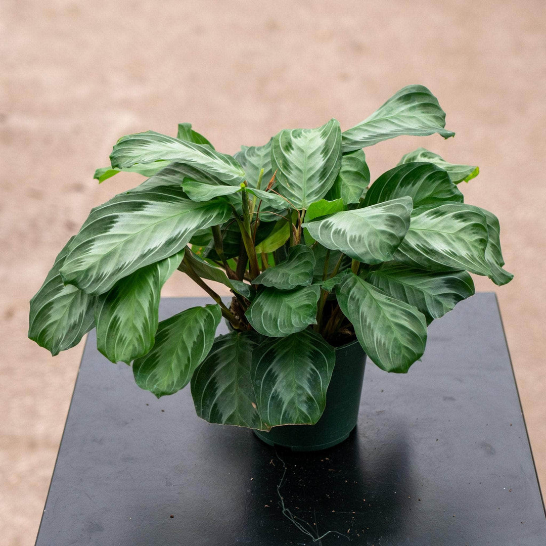 Gabriella Plants Marantaceae 4" Maranta leuconeura 'Silver Band'