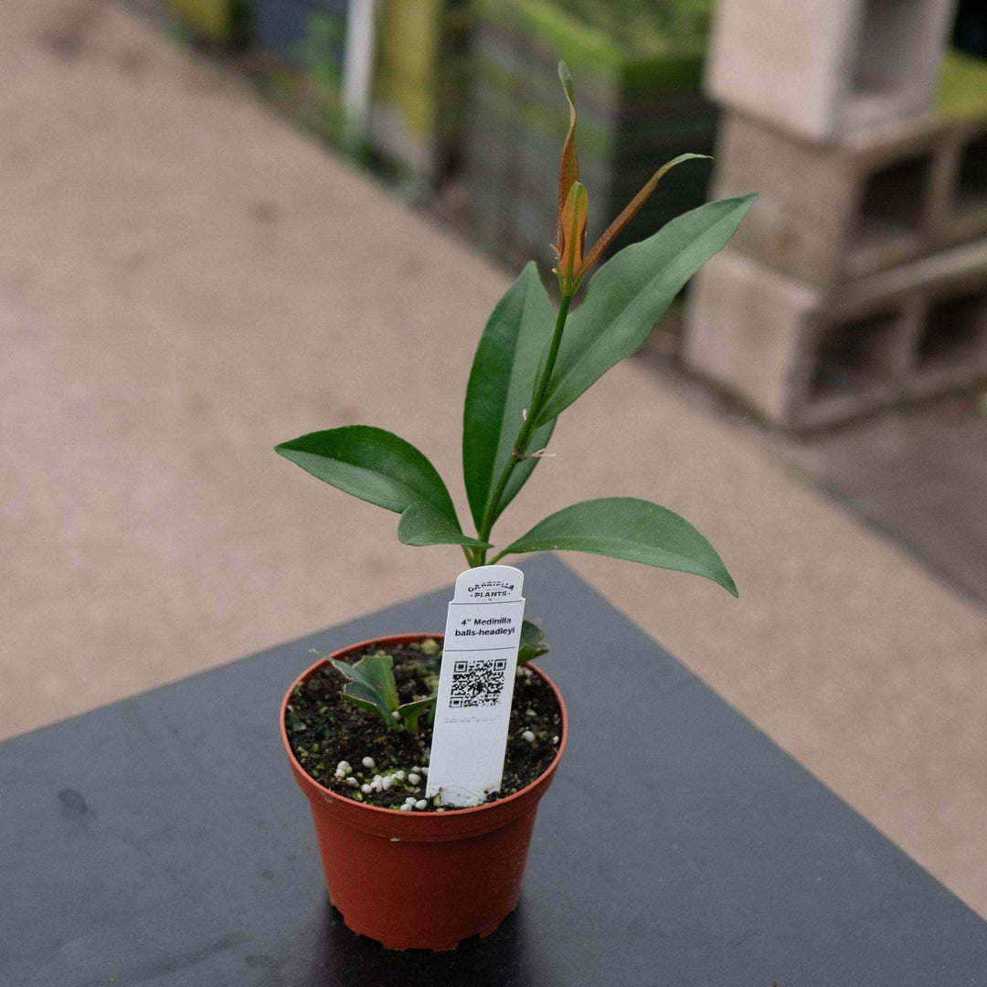 Gabriella Plants Medinilla 4" Medinilla balls-headleyi