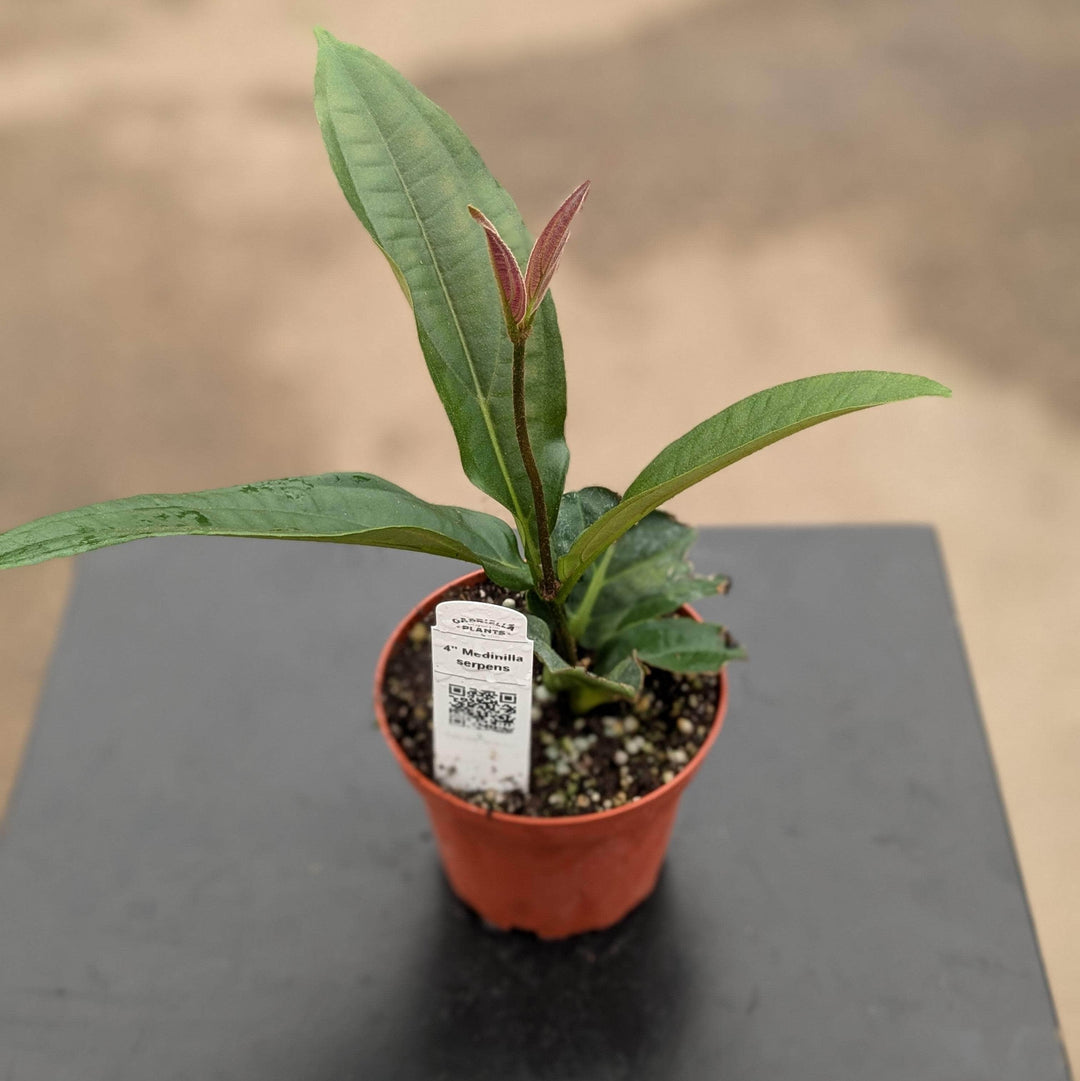 Gabriella Plants Medinilla 4" Medinilla serpens