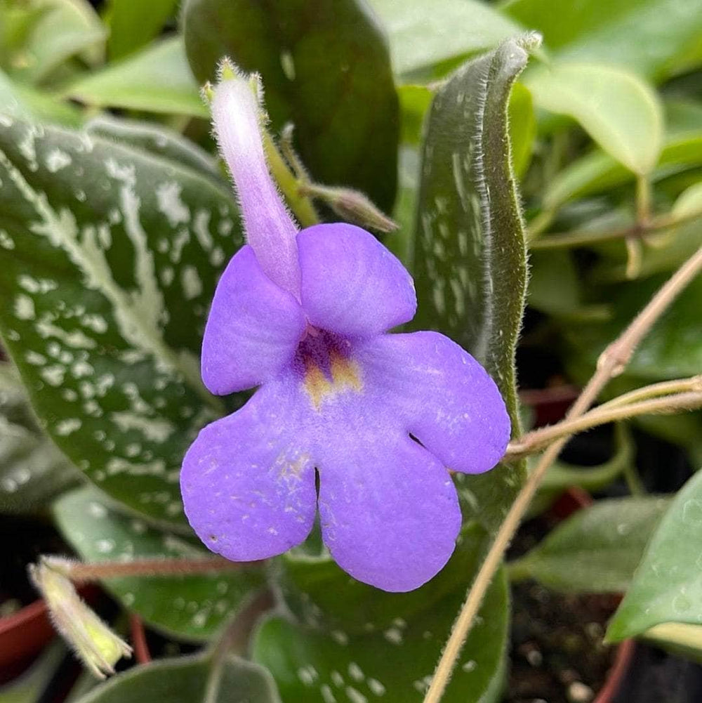 Gabriella Plants Other 4" Michaelmoelleria vietnamensis