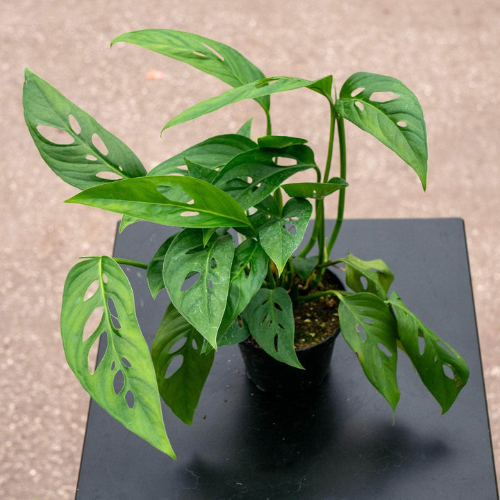 Gabriella Plants Monstera 4" Monstera adansonii Narrow Leaf