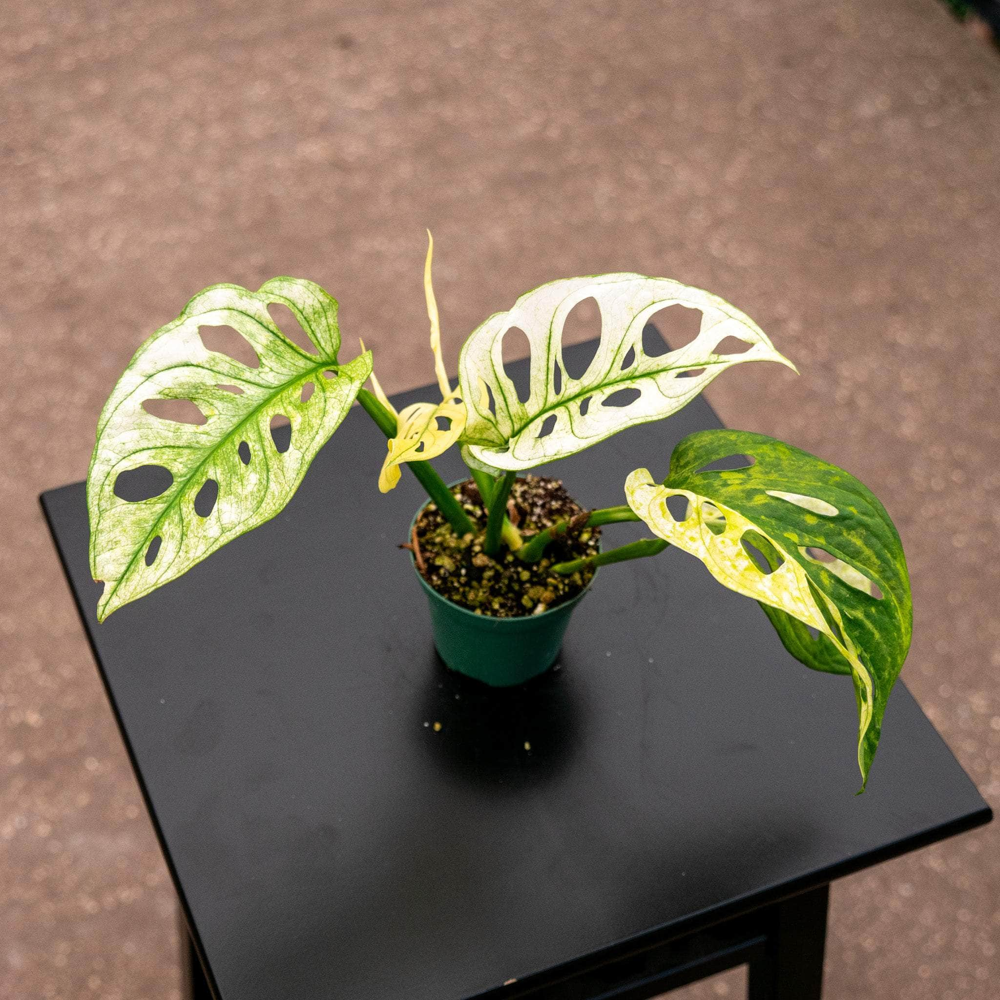 Monstera adansonii ’Variegata’