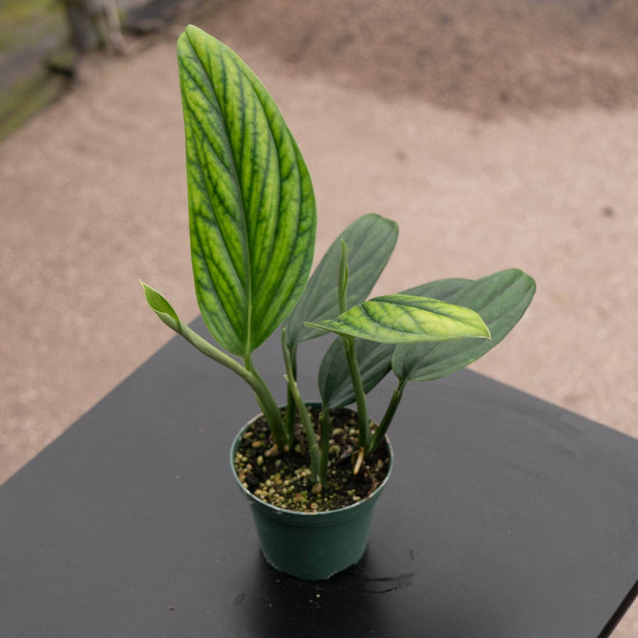 Gabriella Plants Monstera 3" Monstera aureopinnata