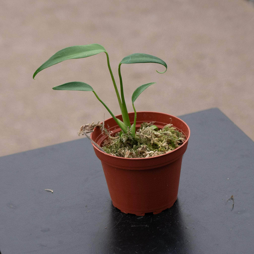 Gabriella Plants Monstera 4" Monstera ‘Burle Marx Flame’