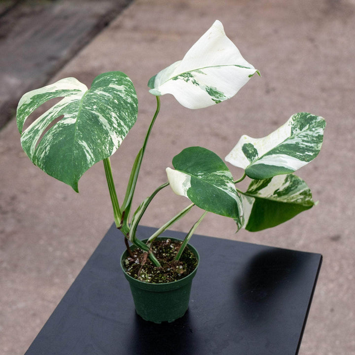 Gabriella Plants Monstera S-018 Monstera deliciosa albo variegata