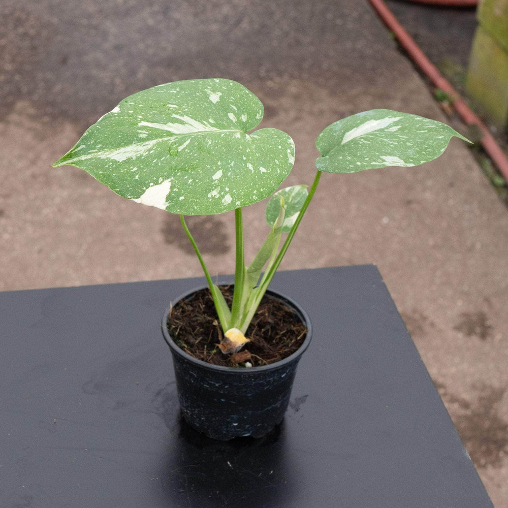 Gabriella Plants Monstera 4" Monstera deliciosa 'Thai Constellation'