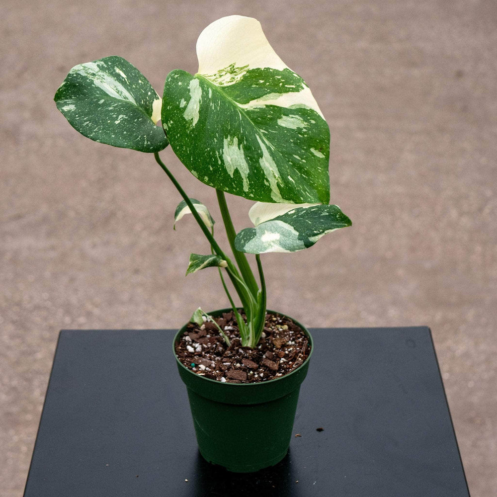 Gabriella Plants Monstera Monstera deliciosa 'Thai Constellation'