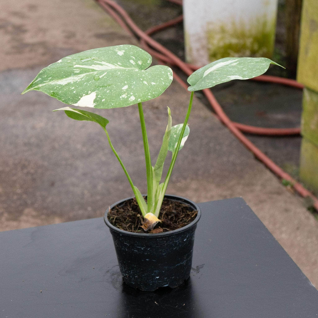 Gabriella Plants Monstera Monstera deliciosa 'Thai Constellation'