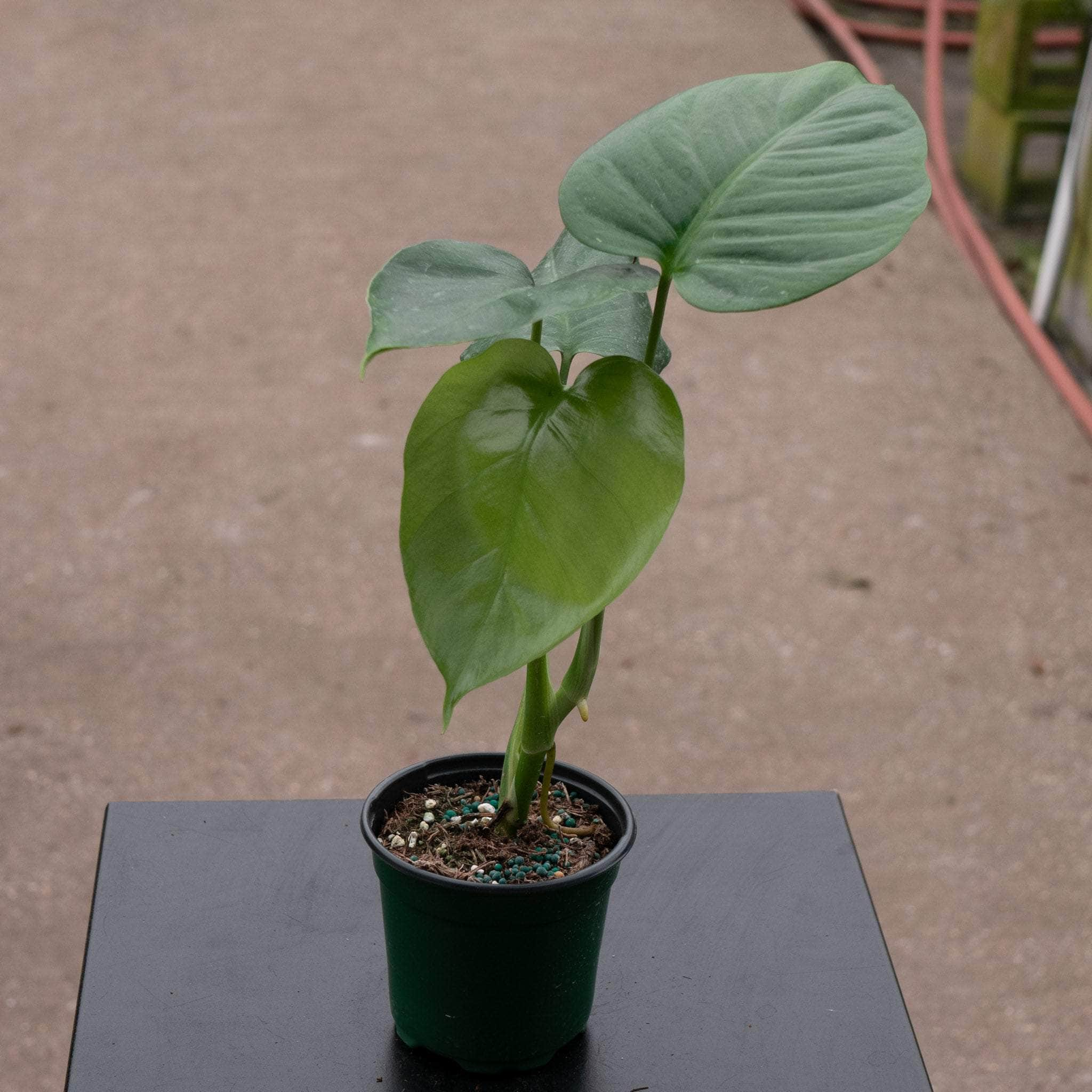 Monstera deliciosa var. sierrana