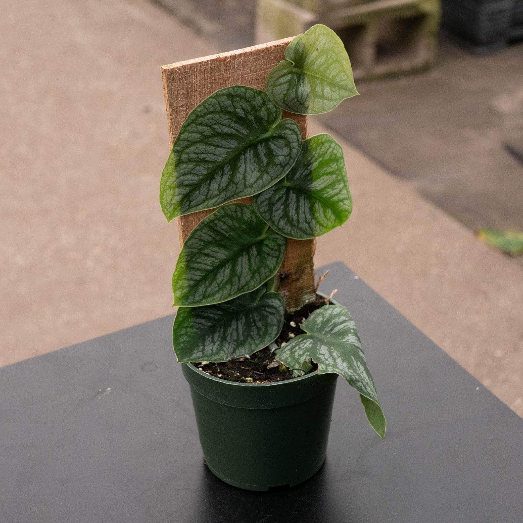 Monstera dubia モンステラ ドゥビア すごかっ