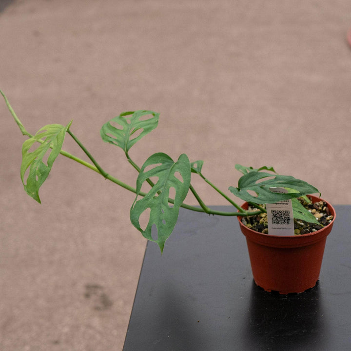 Gabriella Plants Monstera 4" Monstera 'Esqueleto'