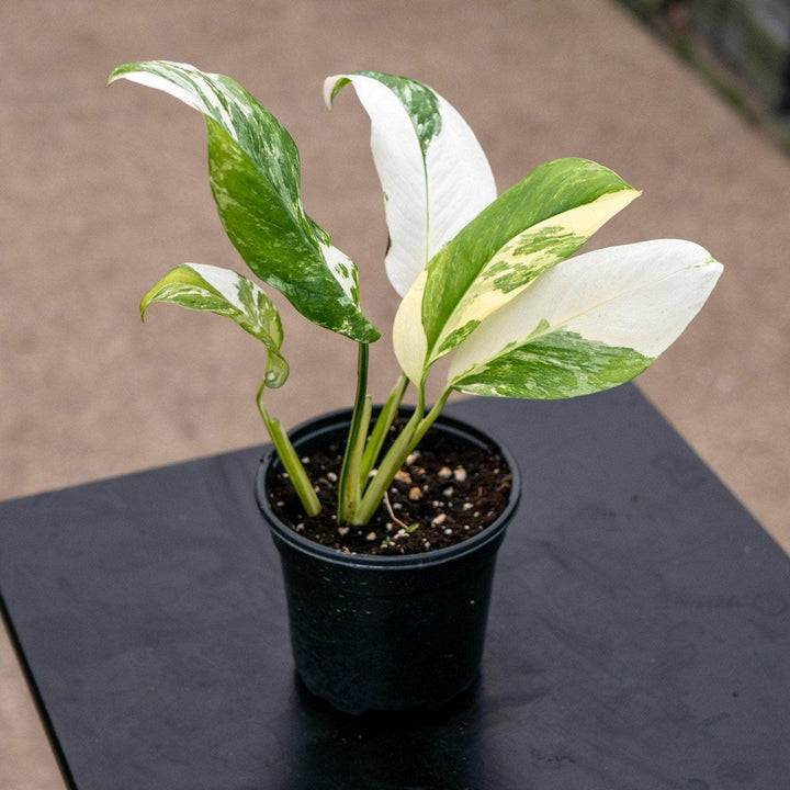 Gabriella Plants Monstera 4" Monstera lechleriana variegated