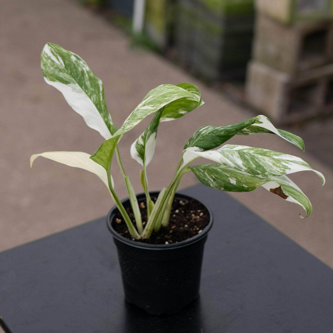 Gabriella Plants Monstera 4" Monstera lechleriana variegated