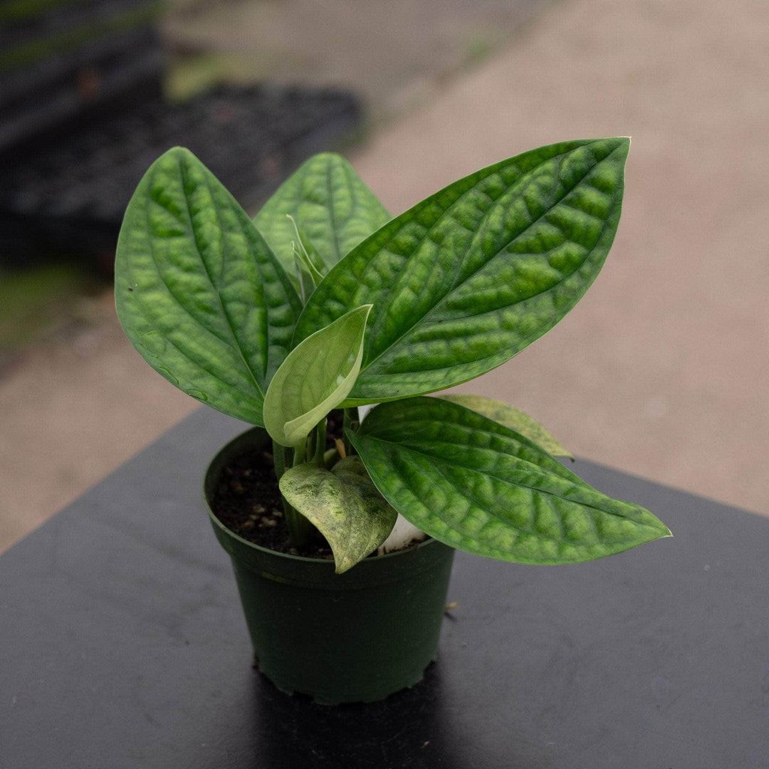 Gabriella Plants Monstera 4" Monstera sp. 'Peru'