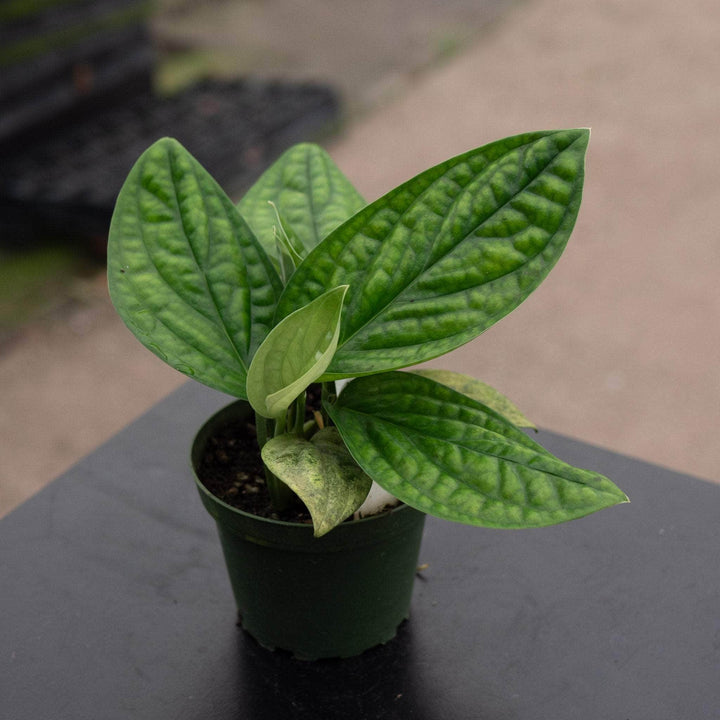 Gabriella Plants Monstera 4" Monstera sp. 'Peru'