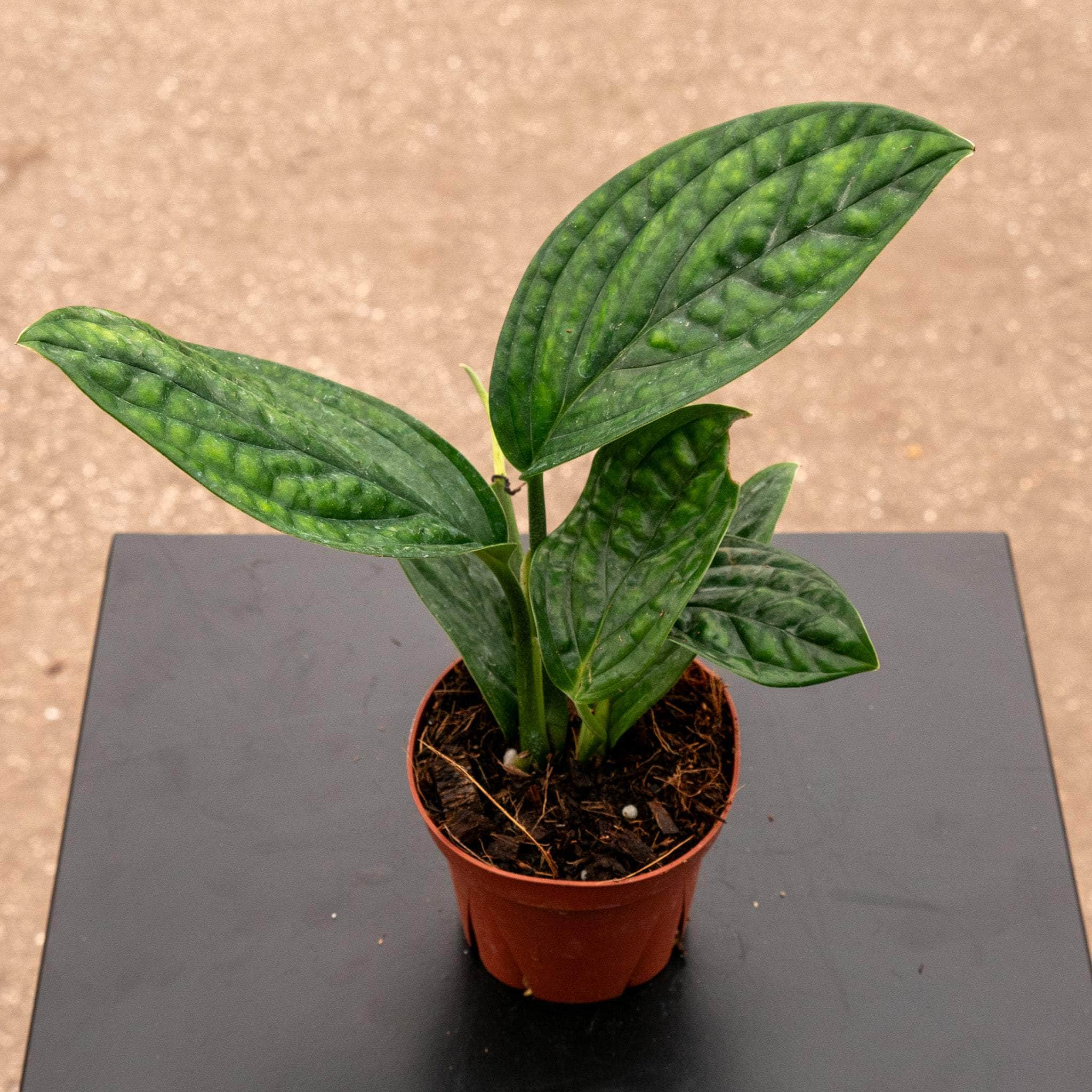 Monstera sp. 'Peru' - Gabriella Plants