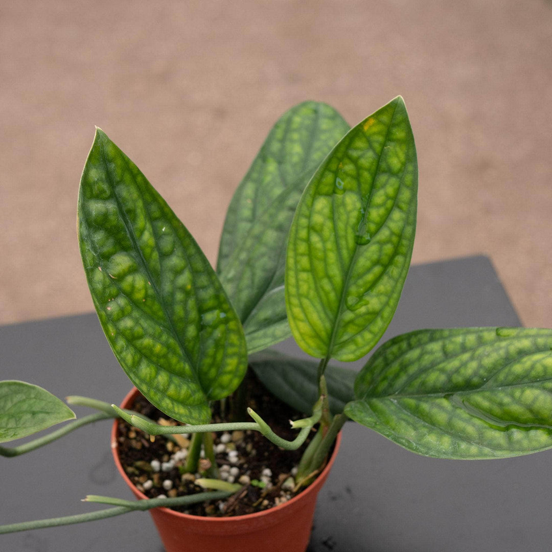 Gabriella Plants Monstera Monstera sp. 'Peru'