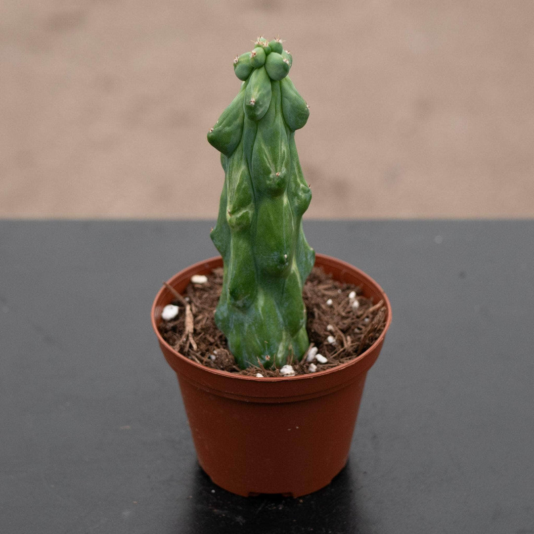 Gabriella Plants Succulent/Cactus 4" Myrtillocactus geometrizans 'Variegata' 'Fukurokuryuzinboku'