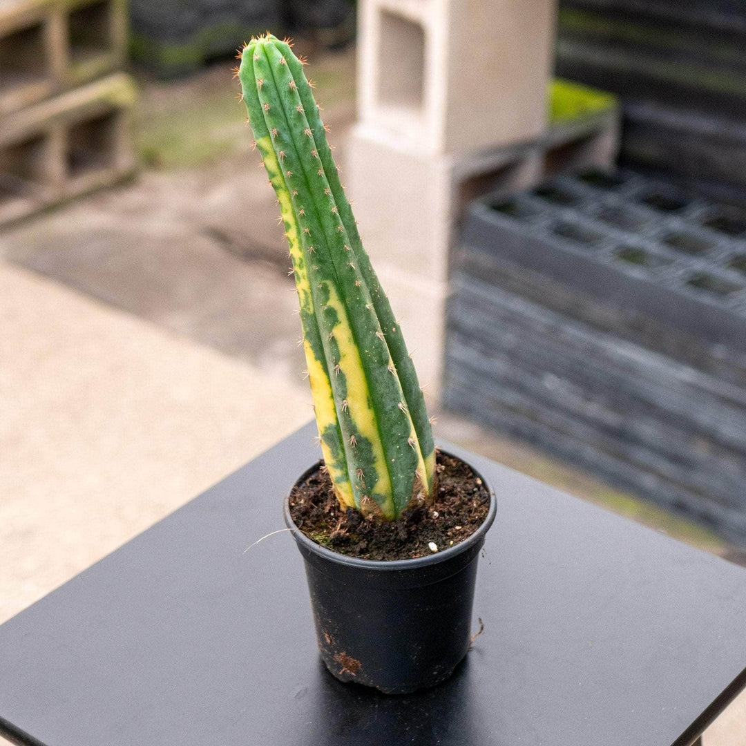 Gabriella Plants Succulent/Cactus 4" Myrtillocactus geometrizans variegata 'Variegated Blue Candle'