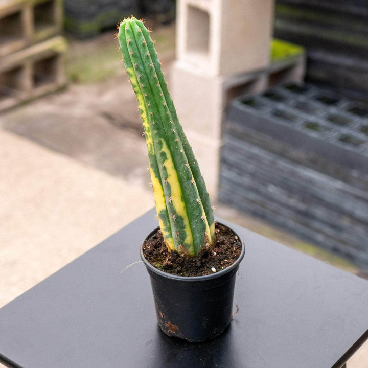 Gabriella Plants Succulent/Cactus 4" Myrtillocactus geometrizans variegata 'Variegated Blue Candle'