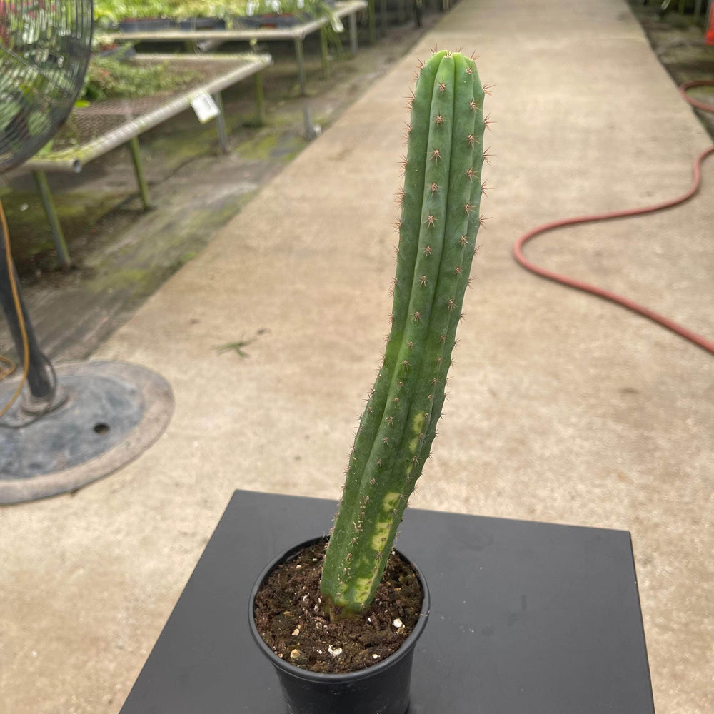 Gabriella Plants Succulent/Cactus 4" Myrtillocactus geometrizans variegata 'Variegated Blue Candle'