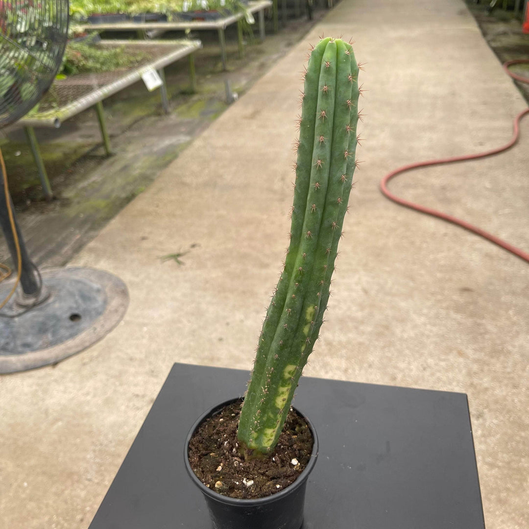 Gabriella Plants Succulent/Cactus 4" Myrtillocactus geometrizans variegata 'Variegated Blue Candle'