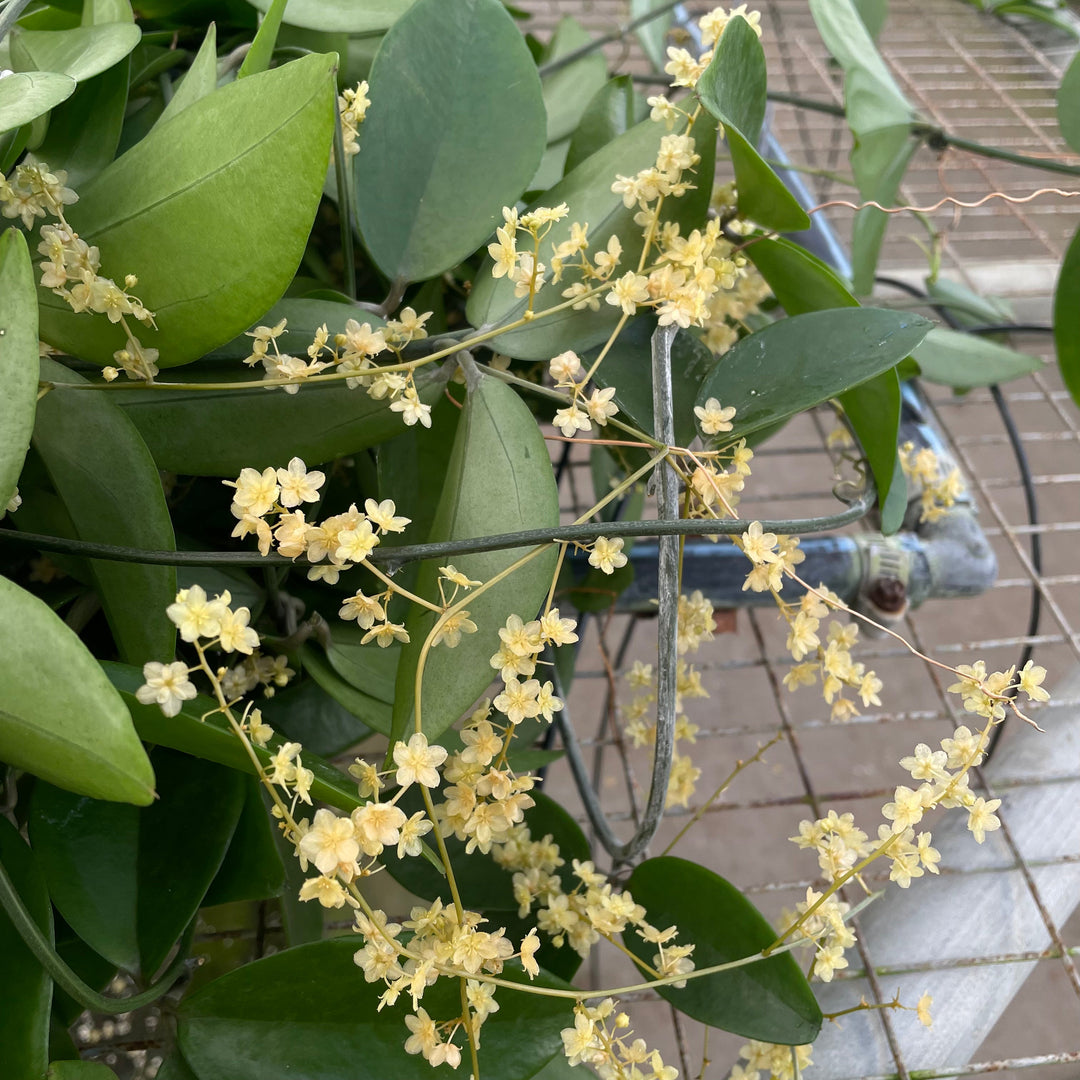 Gabriella Plants Other 5" Hanging Basket Neoalsomitra sarcophylla