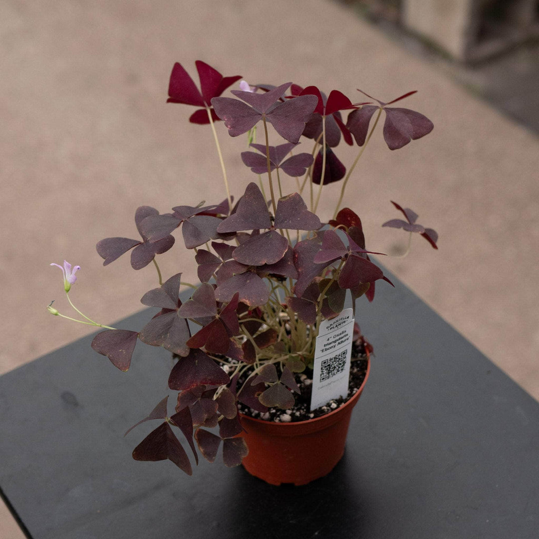 Gabriella Plants Other 4" Oxalis triangularis 'Ebony Allure'