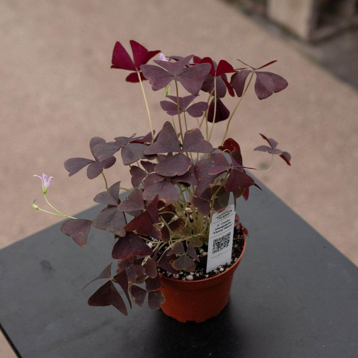 Gabriella Plants Other 4" Oxalis triangularis 'Ebony Allure'