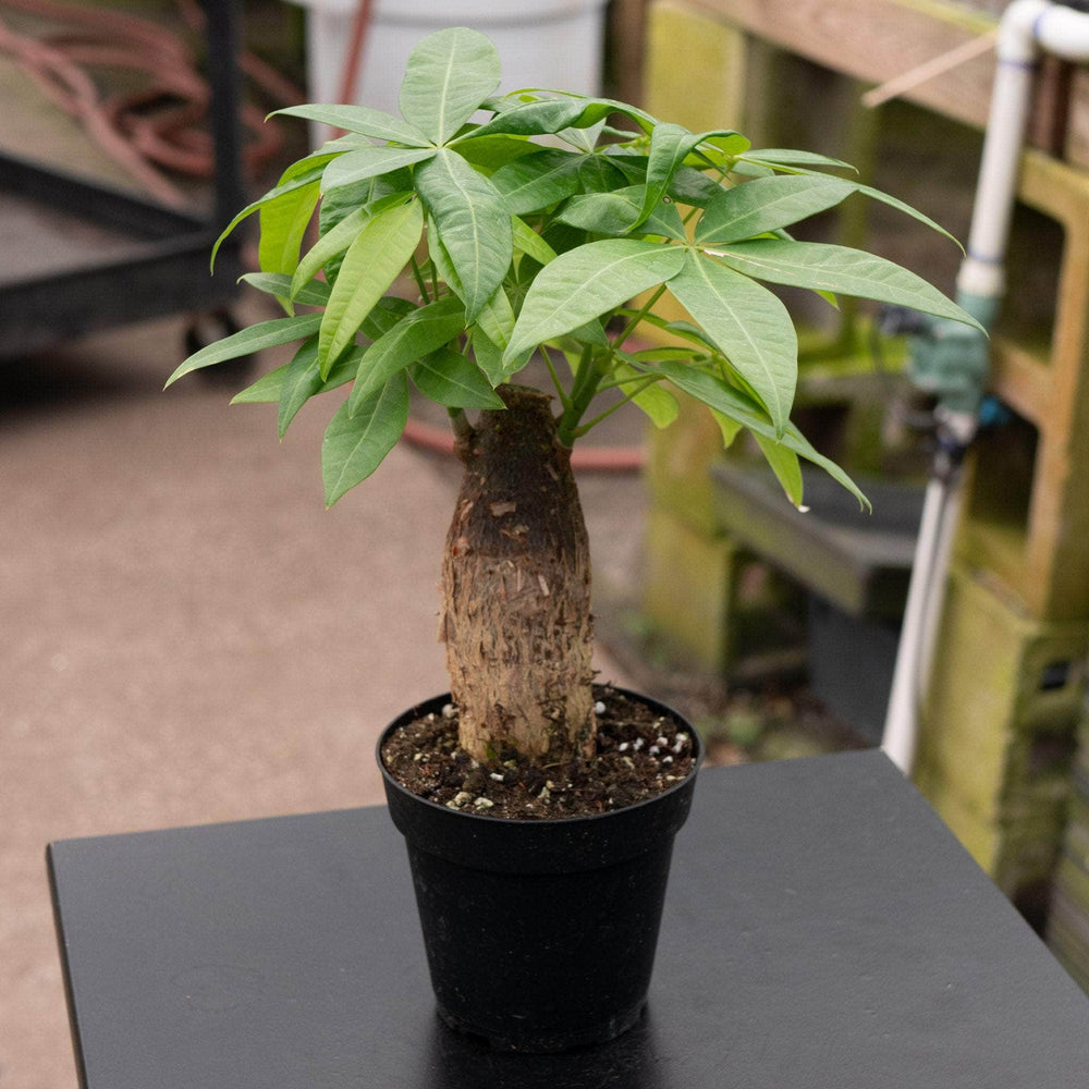 Gabriella Plants Other 4" Pachira aquatica "Money Tree" Stump