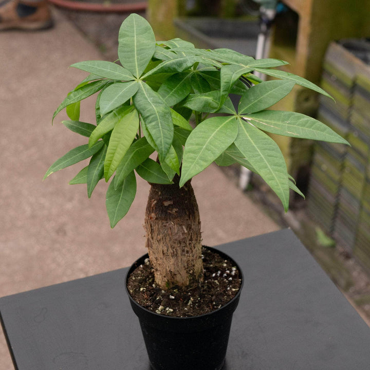 Gabriella Plants Other 4" Pachira aquatica "Money Tree" Stump