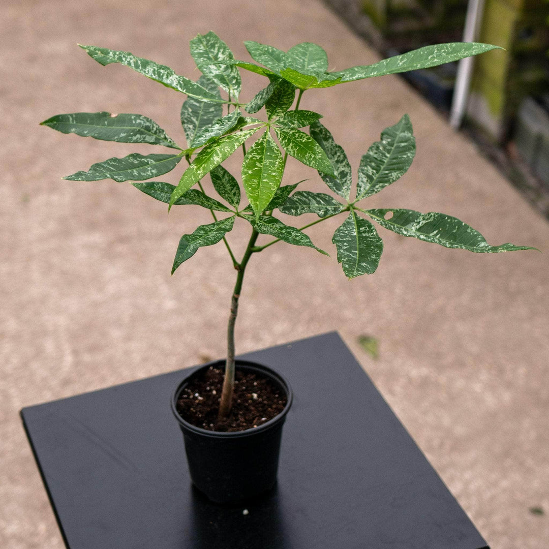 Gabriella Plants Pachira 4" Pachira glabra variegata ‘Variegated Money Tree’