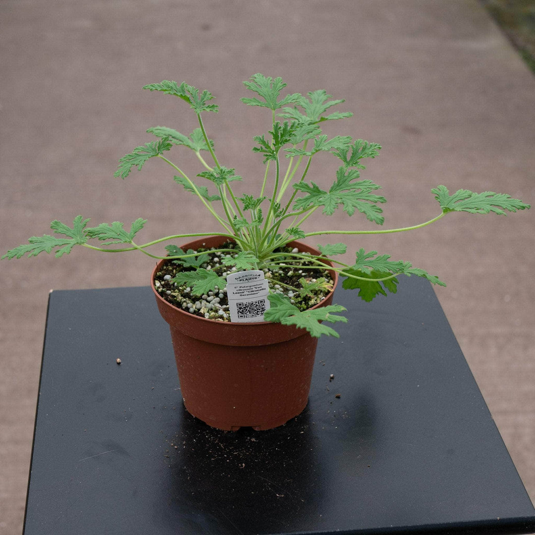 Gabriella Plants All 5" Pelargonium citrosum 'Van Leenii' 'Citronella Geranium'