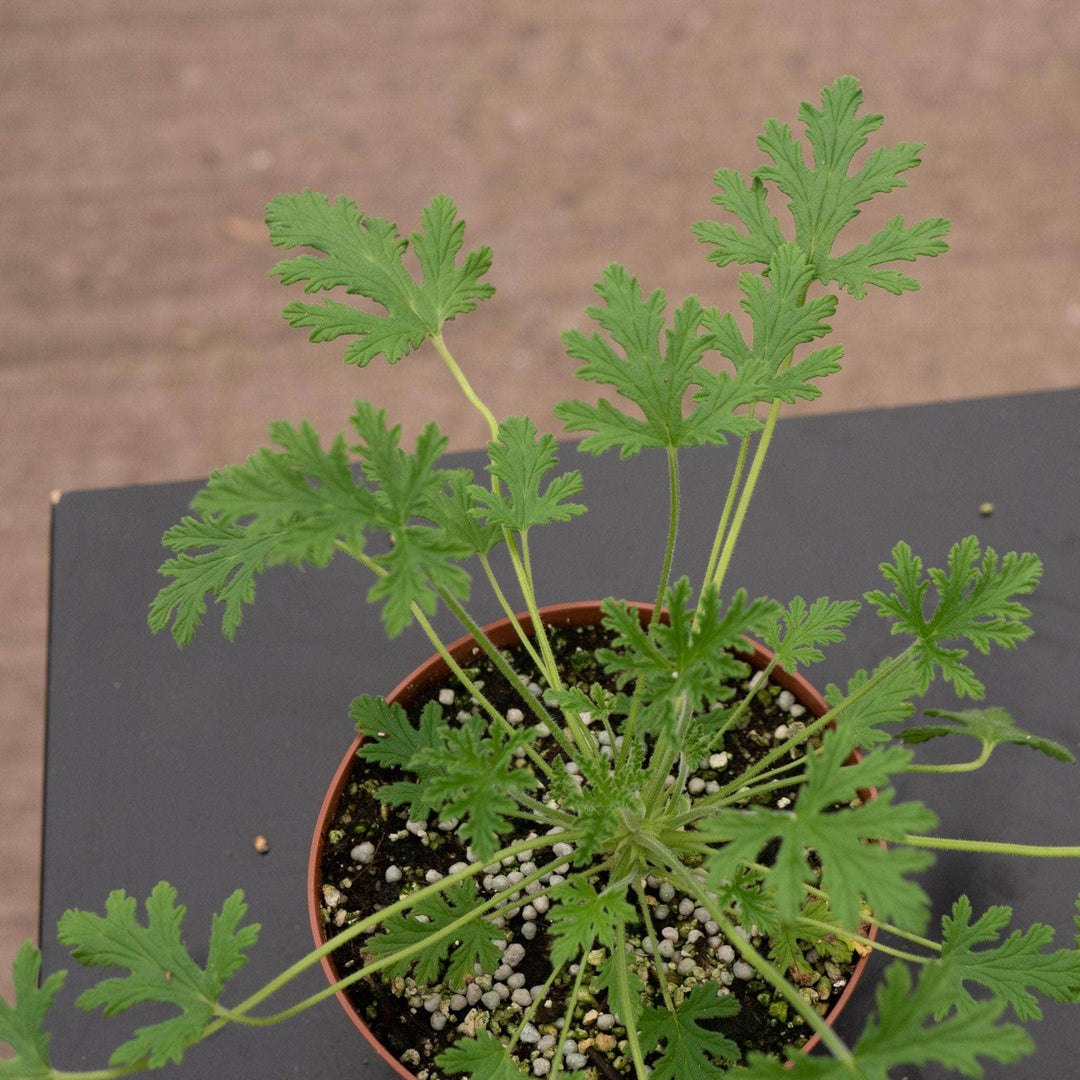 Gabriella Plants All 5" Pelargonium citrosum 'Van Leenii' 'Citronella Geranium'