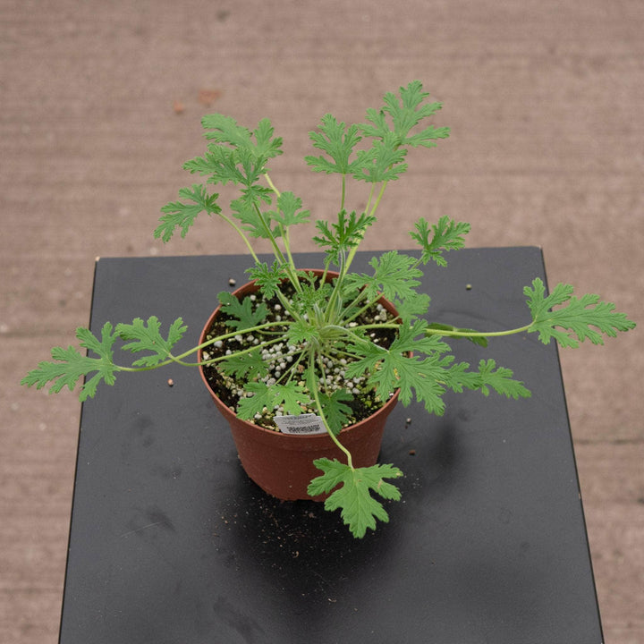 Gabriella Plants All 5" Pelargonium citrosum 'Van Leenii' 'Citronella Geranium'