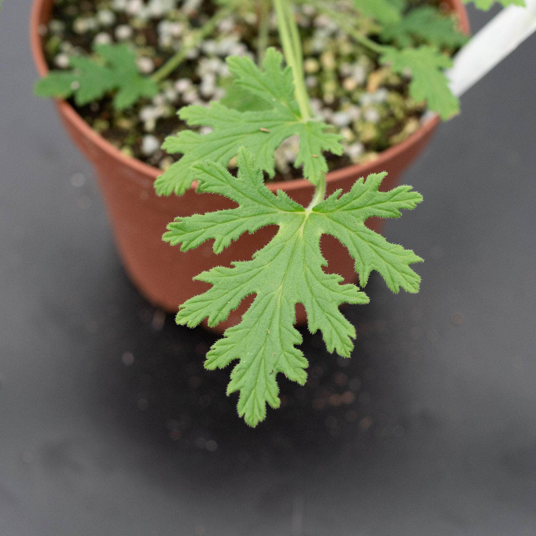 Gabriella Plants All 5" Pelargonium citrosum 'Van Leenii' 'Citronella Geranium'