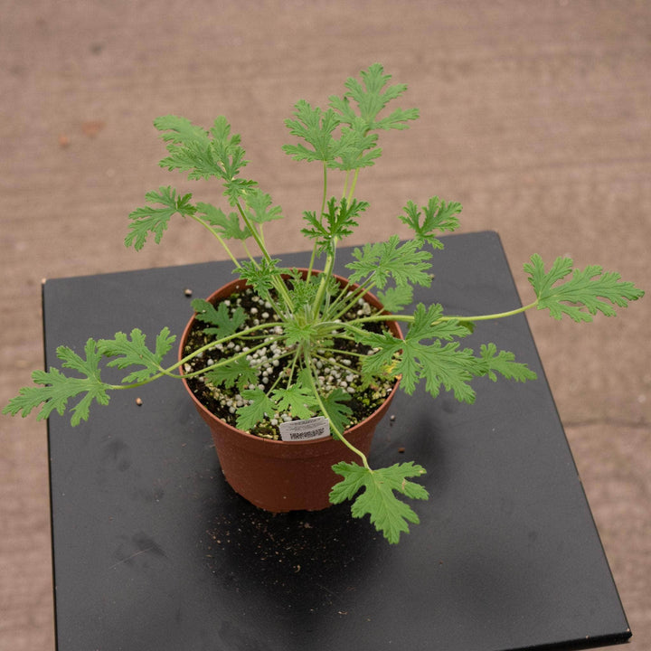 Gabriella Plants All 5" Pelargonium citrosum 'Van Leenii' 'Citronella Geranium'