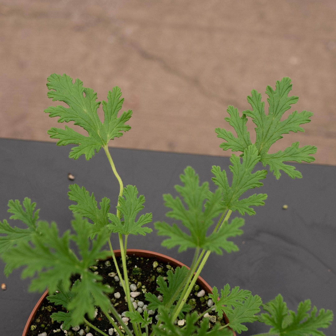 Gabriella Plants All 5" Pelargonium citrosum 'Van Leenii' 'Citronella Geranium'